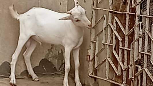 Tedda 6 months good for breeding and qurbani 2027