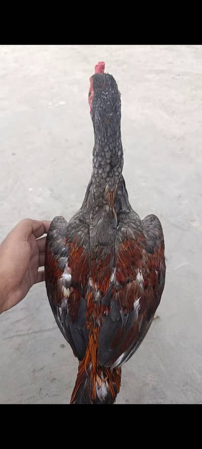For sale aseel murga .