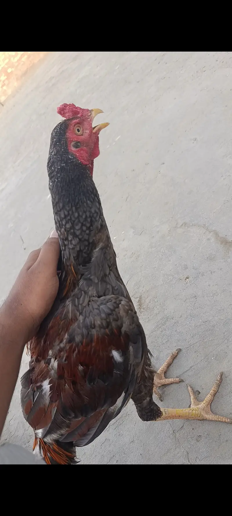 For sale aseel murga . — photo 2