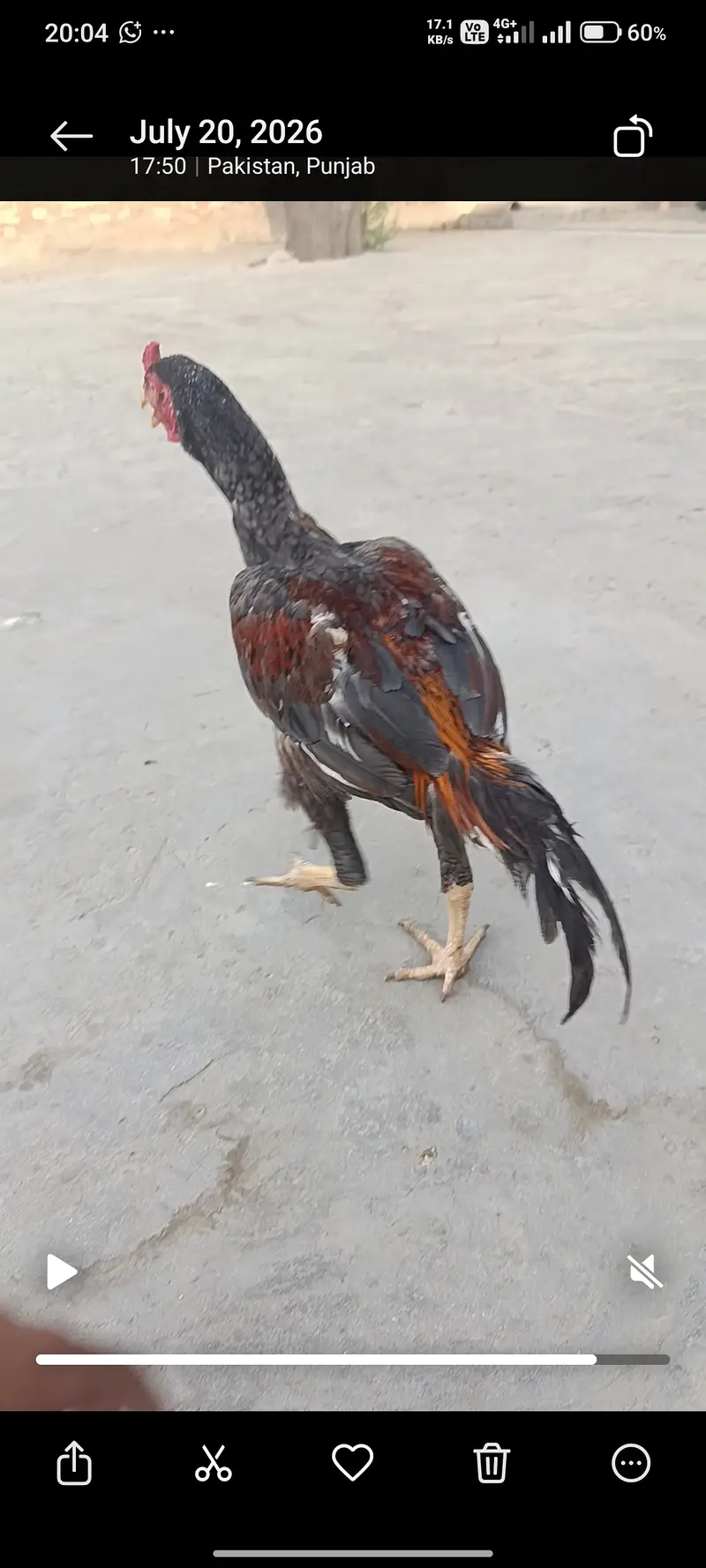 For sale aseel murga . — photo 3