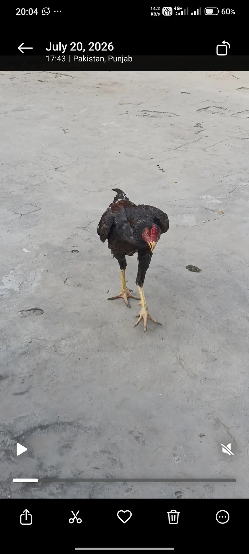 For sale aseel murga . — photo 5