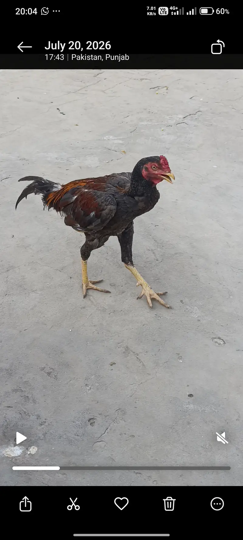 For sale aseel murga . — photo 6