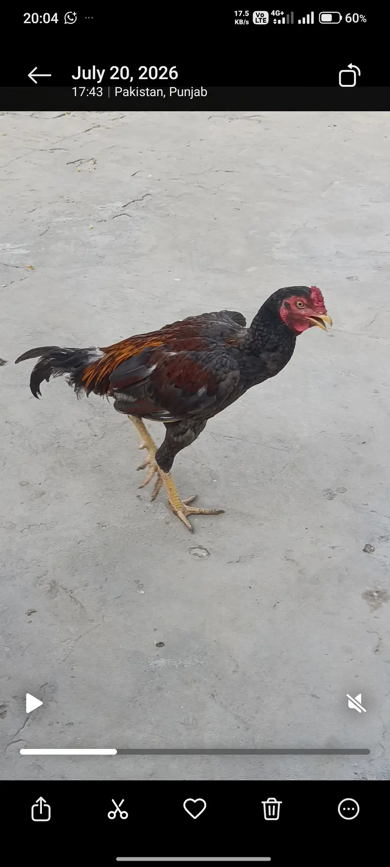 For sale aseel murga . — photo 7