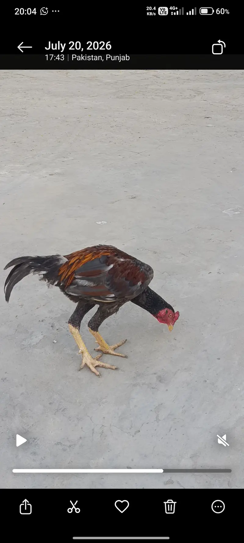 For sale aseel murga . — photo 9