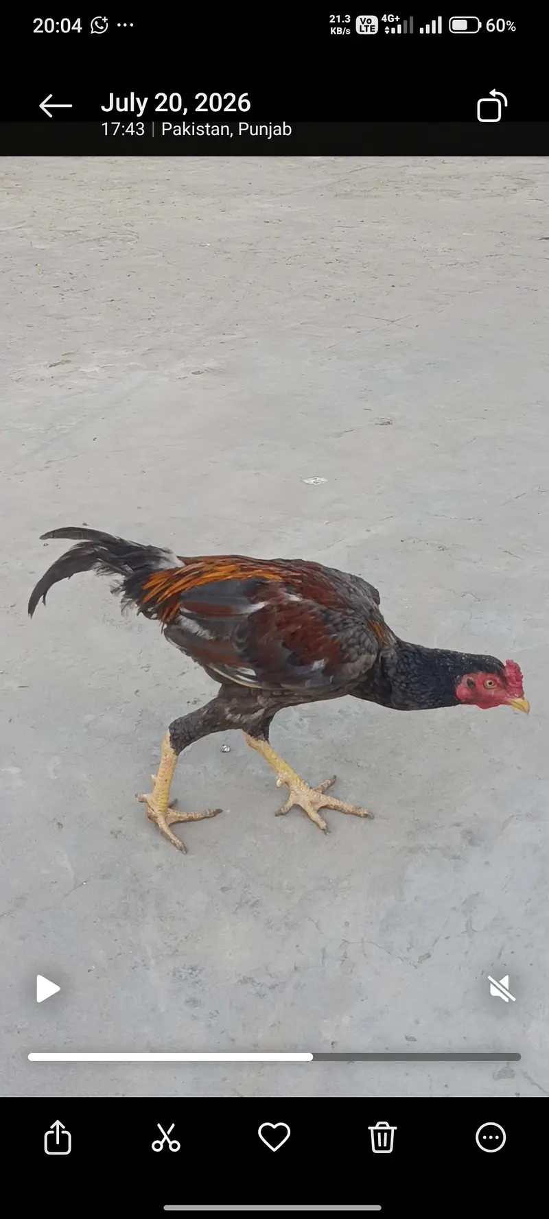 For sale aseel murga . — photo 11
