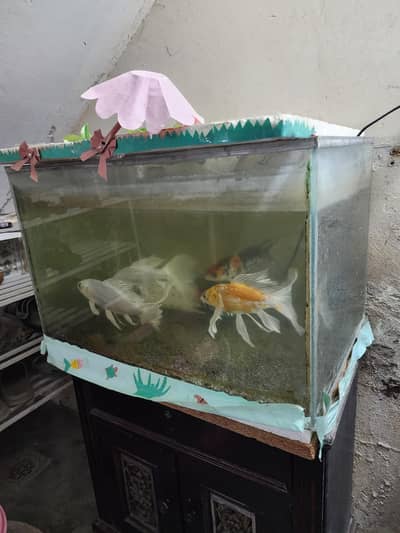 Fish with Aquarium