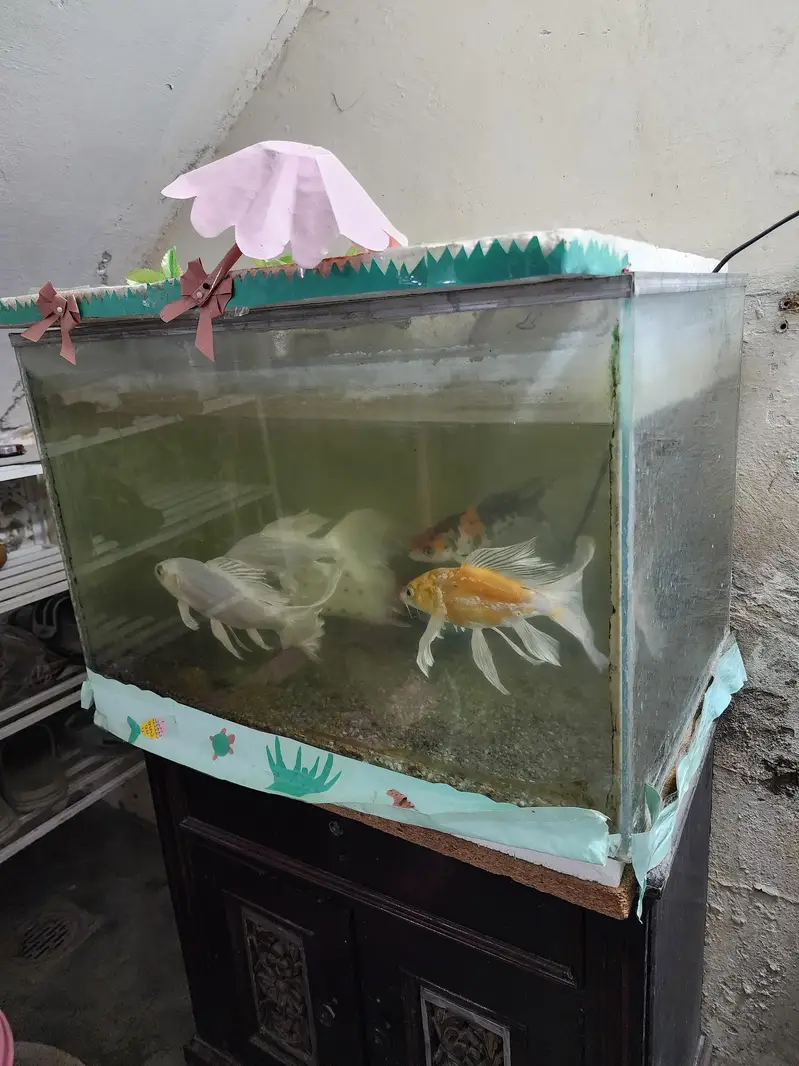 Fish with Aquarium