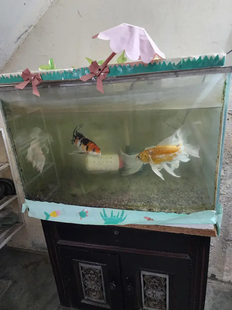 Fish with Aquarium — photo 2