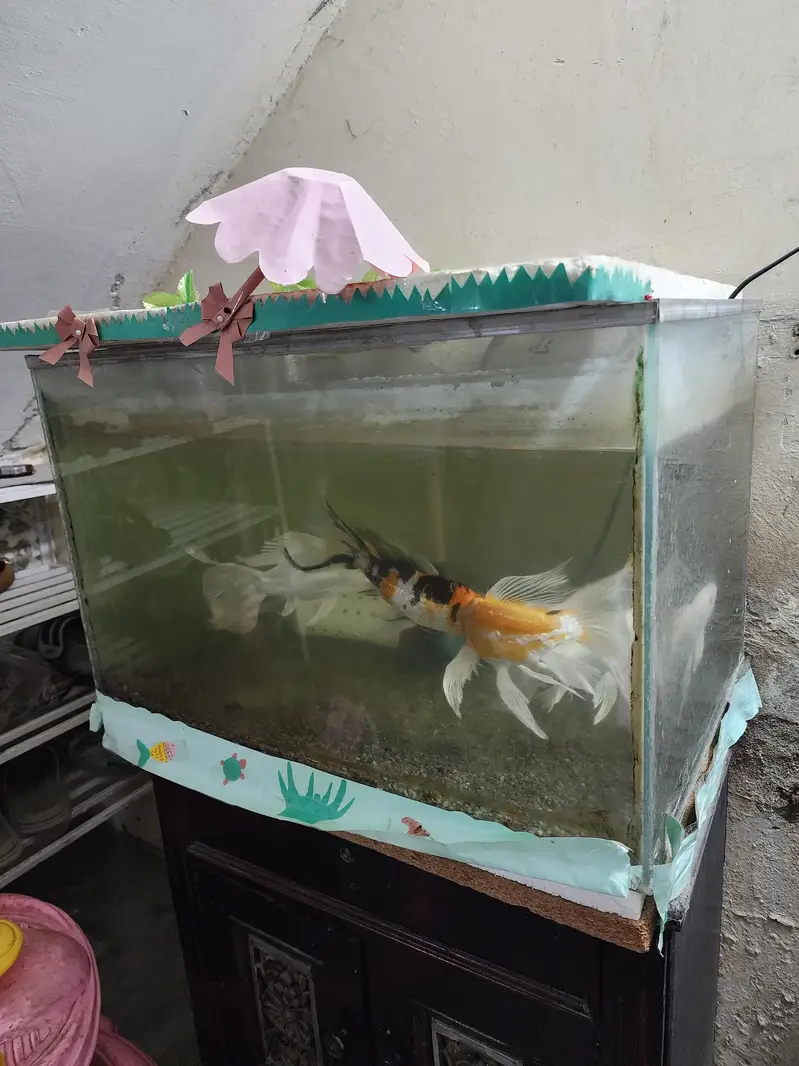 Fish with Aquarium — photo 3