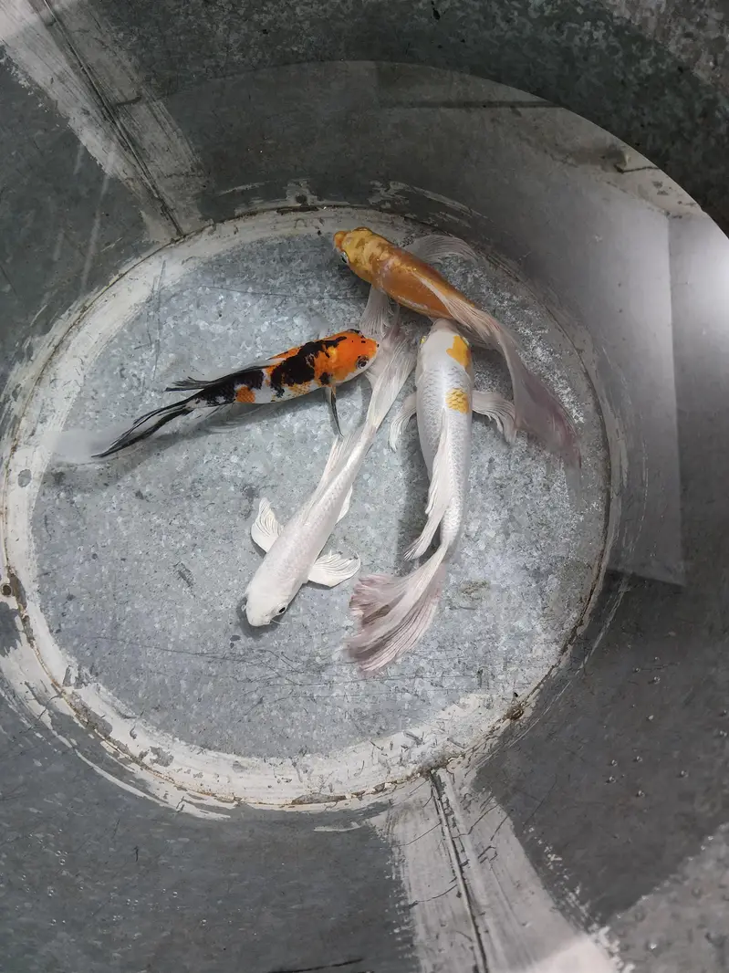 Fish with Aquarium — photo 4