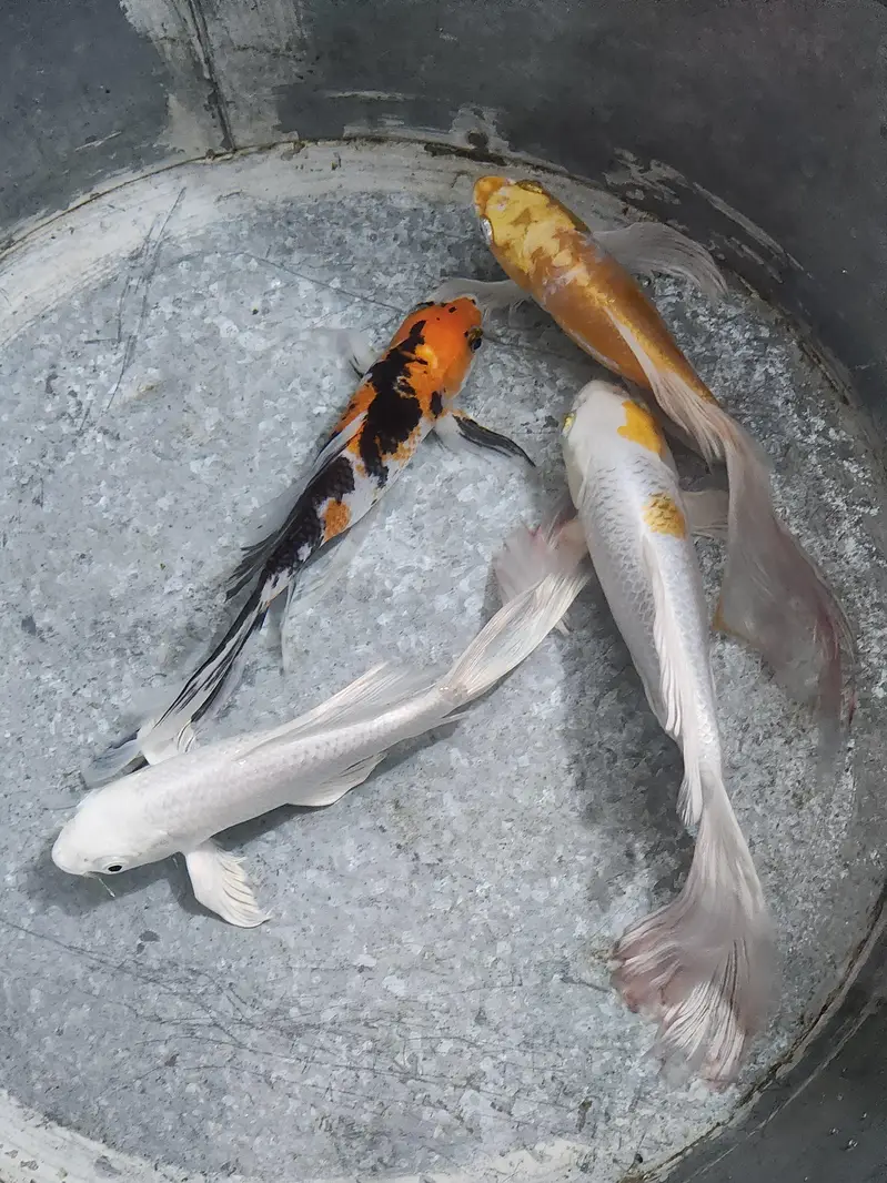 Fish with Aquarium — photo 5