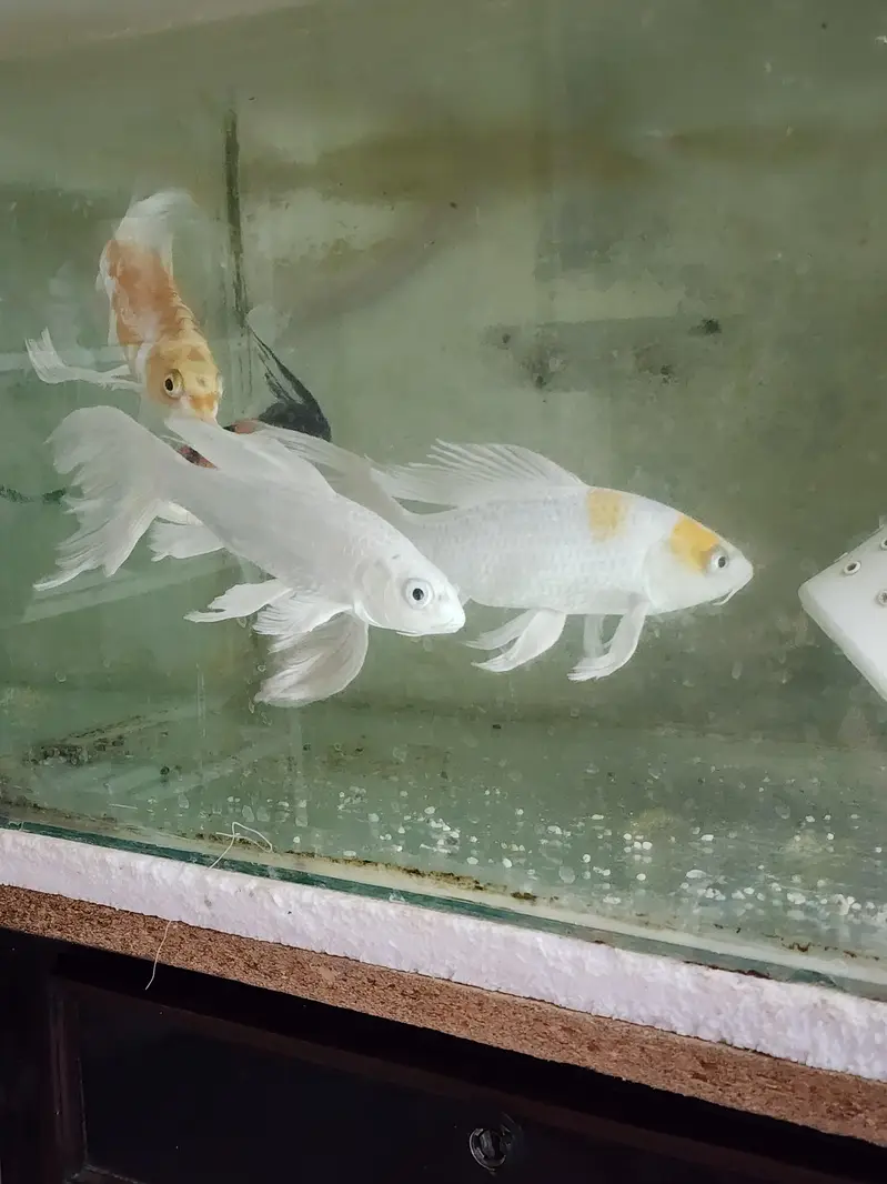 Fish with Aquarium — photo 6