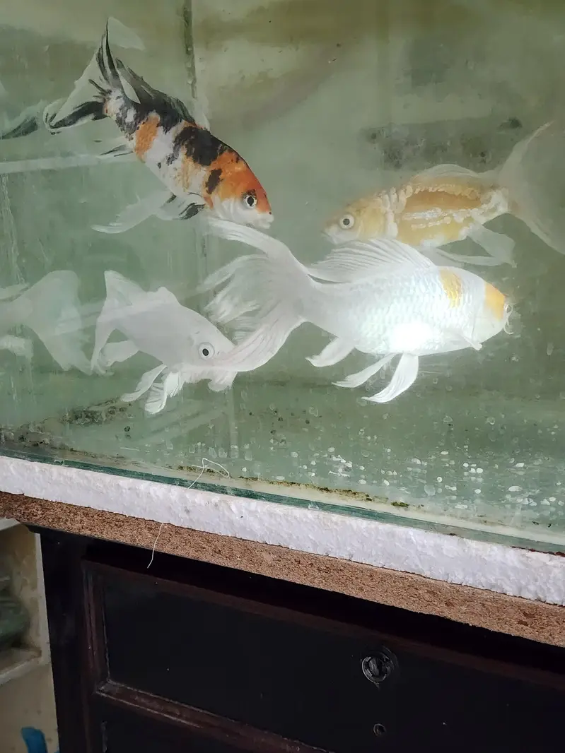 Fish with Aquarium — photo 7