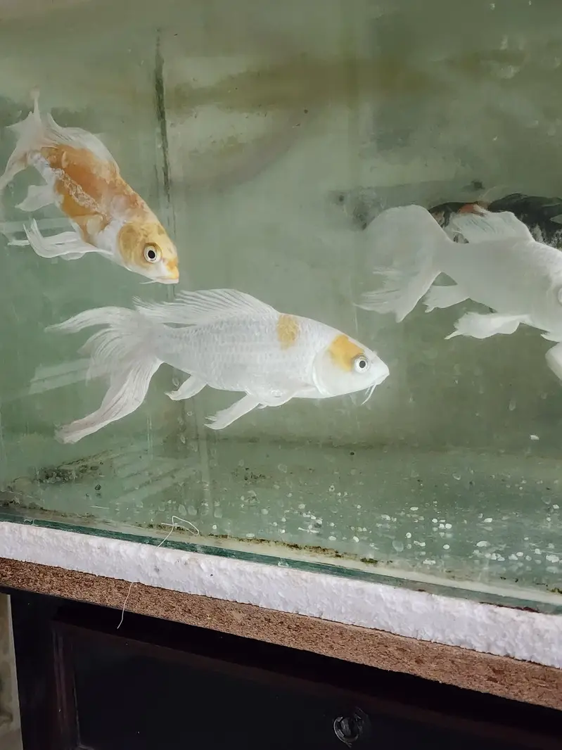 Fish with Aquarium — photo 8
