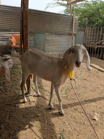 Female Goats
