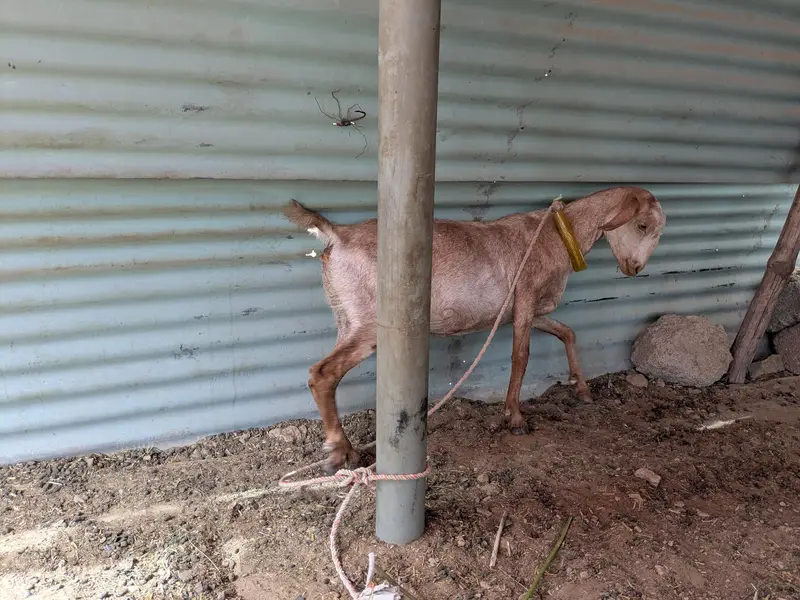 Female Goats — photo 2