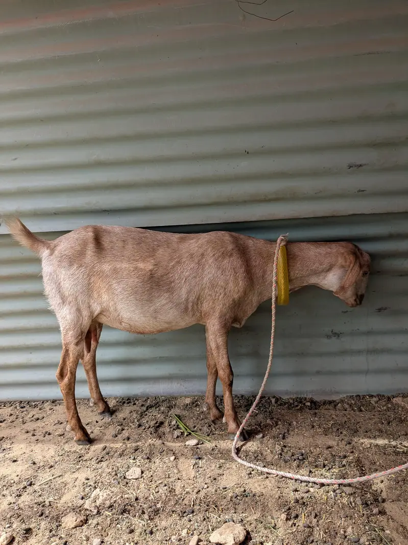 Female Goats — photo 3