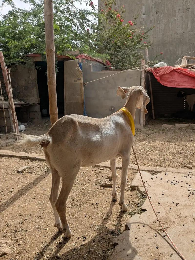 Female Goats — photo 4