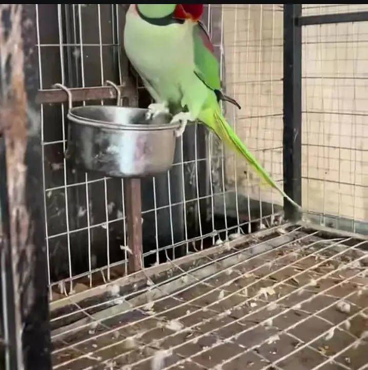 Kashmiri raw parrot for sale and time vice train vaccine mukammal — photo 2