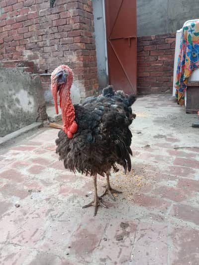 Turkey pair for sale