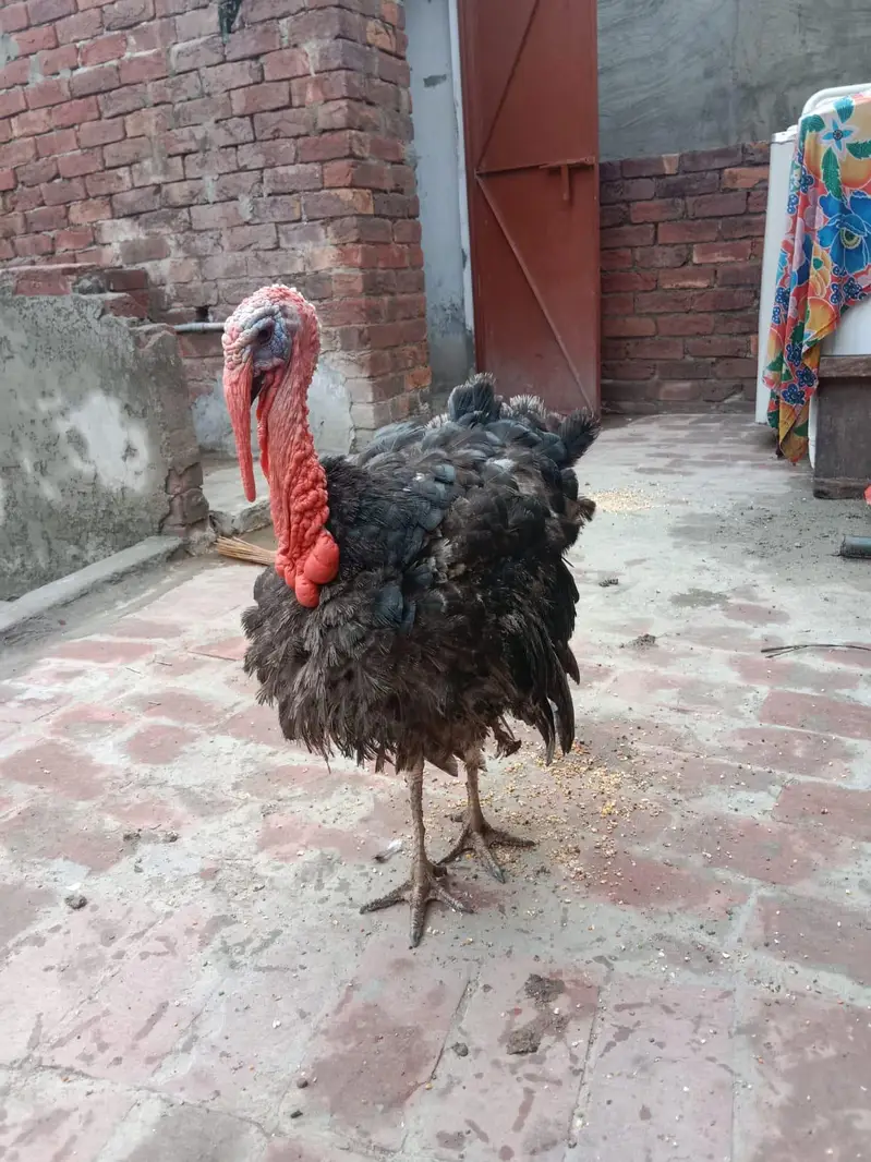 Turkey pair for sale