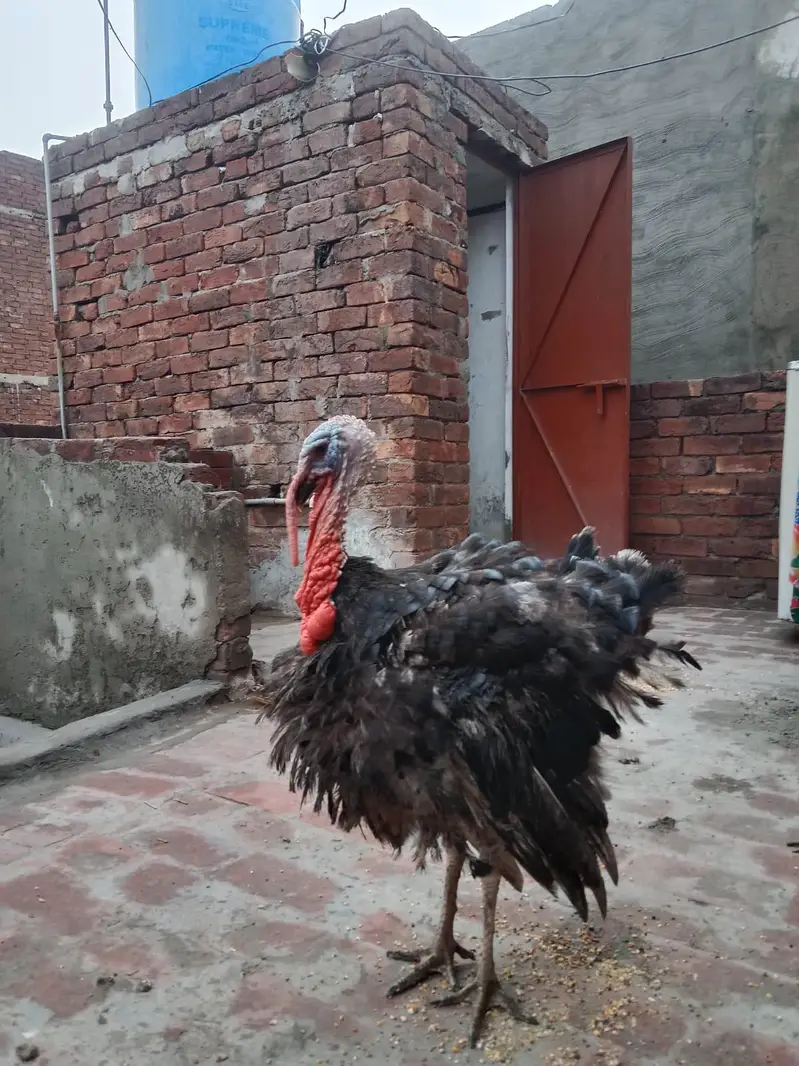 Turkey pair for sale — photo 2