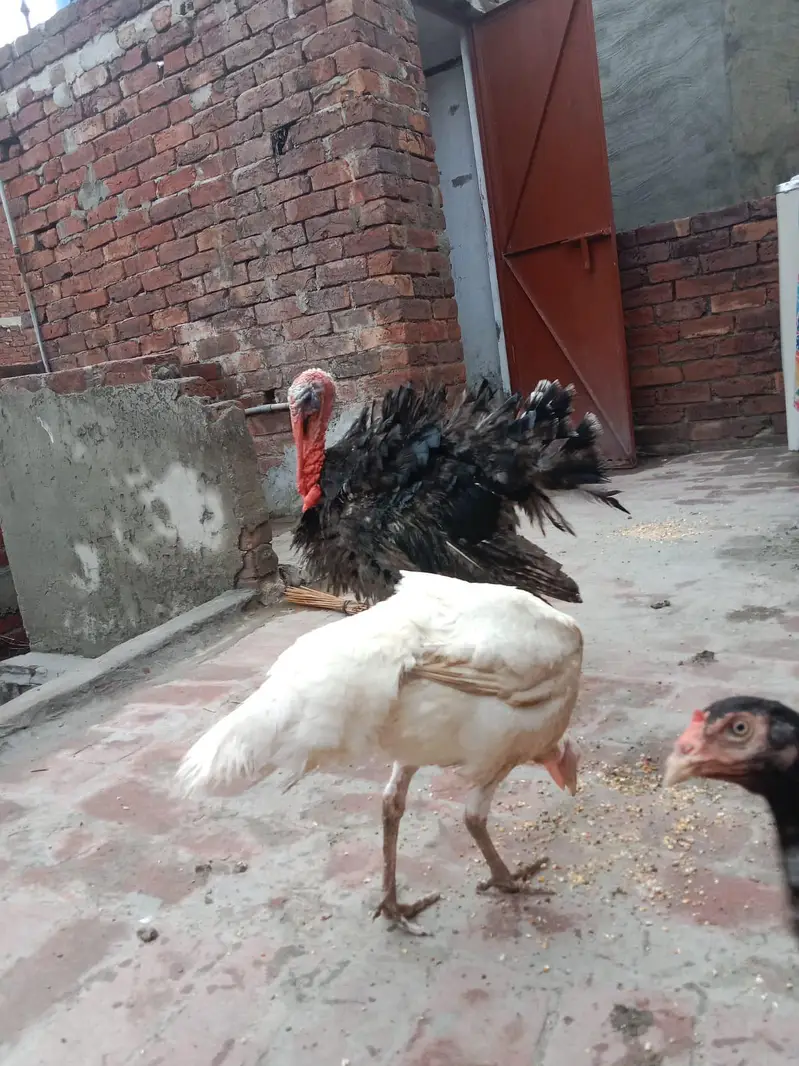 Turkey pair for sale — photo 3