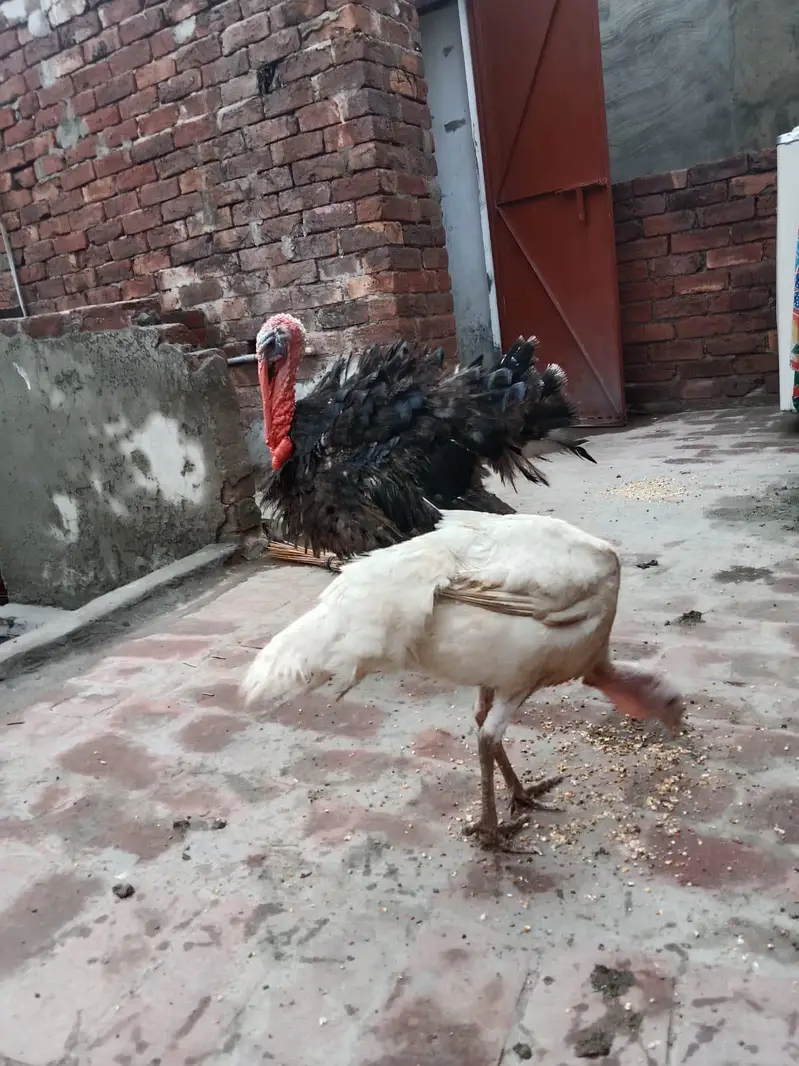 Turkey pair for sale — photo 4