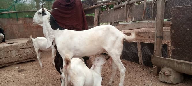 Gulabi Bakri For Sale | 4 Dant Gabban Path | Top Quality Breeding Goat