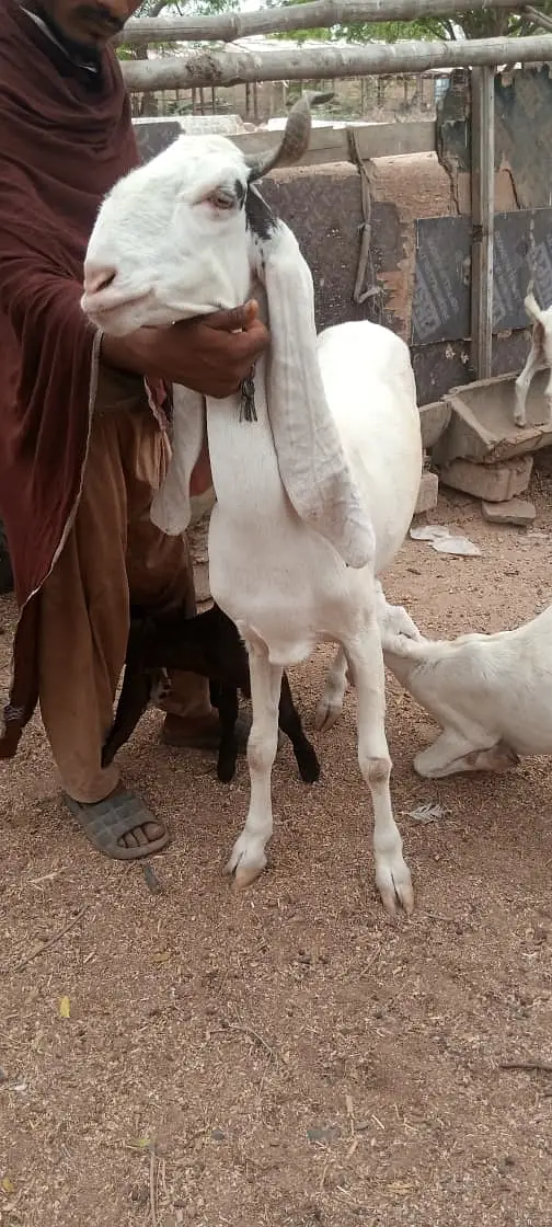 Gulabi Bakri For Sale | 4 Dant Gabban Path | Top Quality Breeding Goat — photo 2