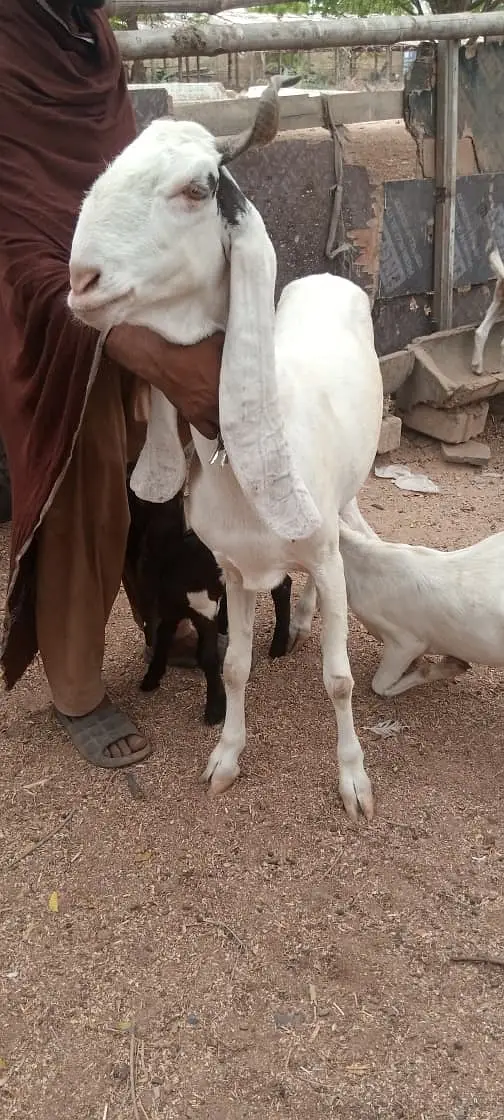 Gulabi Bakri For Sale | 4 Dant Gabban Path | Top Quality Breeding Goat — photo 4