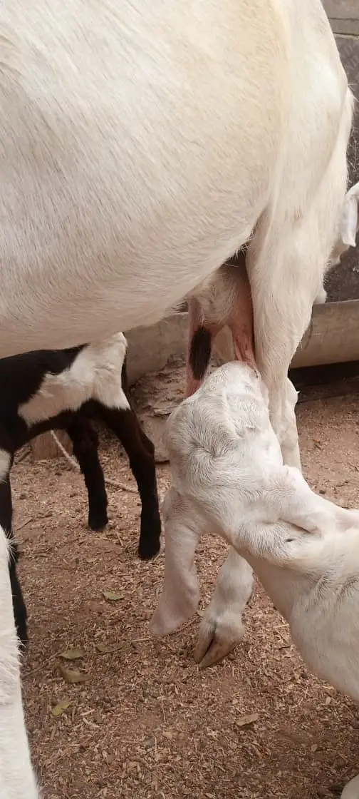 Gulabi Bakri For Sale | 4 Dant Gabban Path | Top Quality Breeding Goat — photo 5
