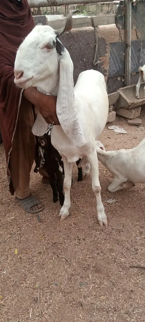 Gulabi Bakri For Sale | 4 Dant Gabban Path | Top Quality Breeding Goat — photo 6