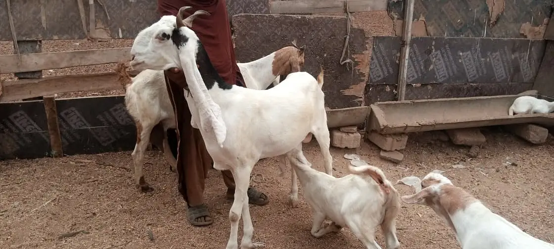 Gulabi Bakri For Sale | 4 Dant Gabban Path | Top Quality Breeding Goat — photo 7