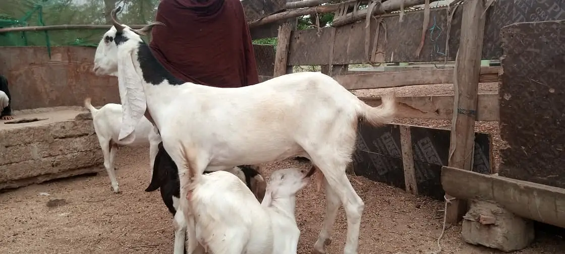 Gulabi Bakri For Sale | 4 Dant Gabban Path | Top Quality Breeding Goat — photo 8