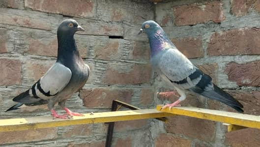 Nila Brerdr jora chatri k lagy howy hain granty waly ab bachow ma daly