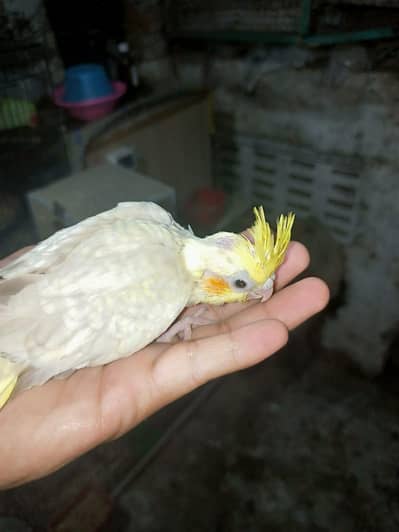 cocktail chick