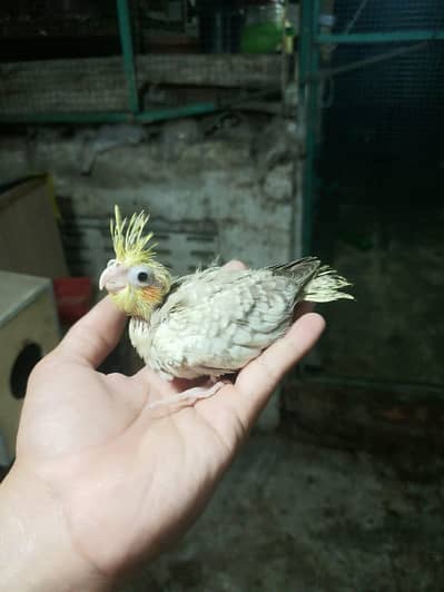 cocktail chick