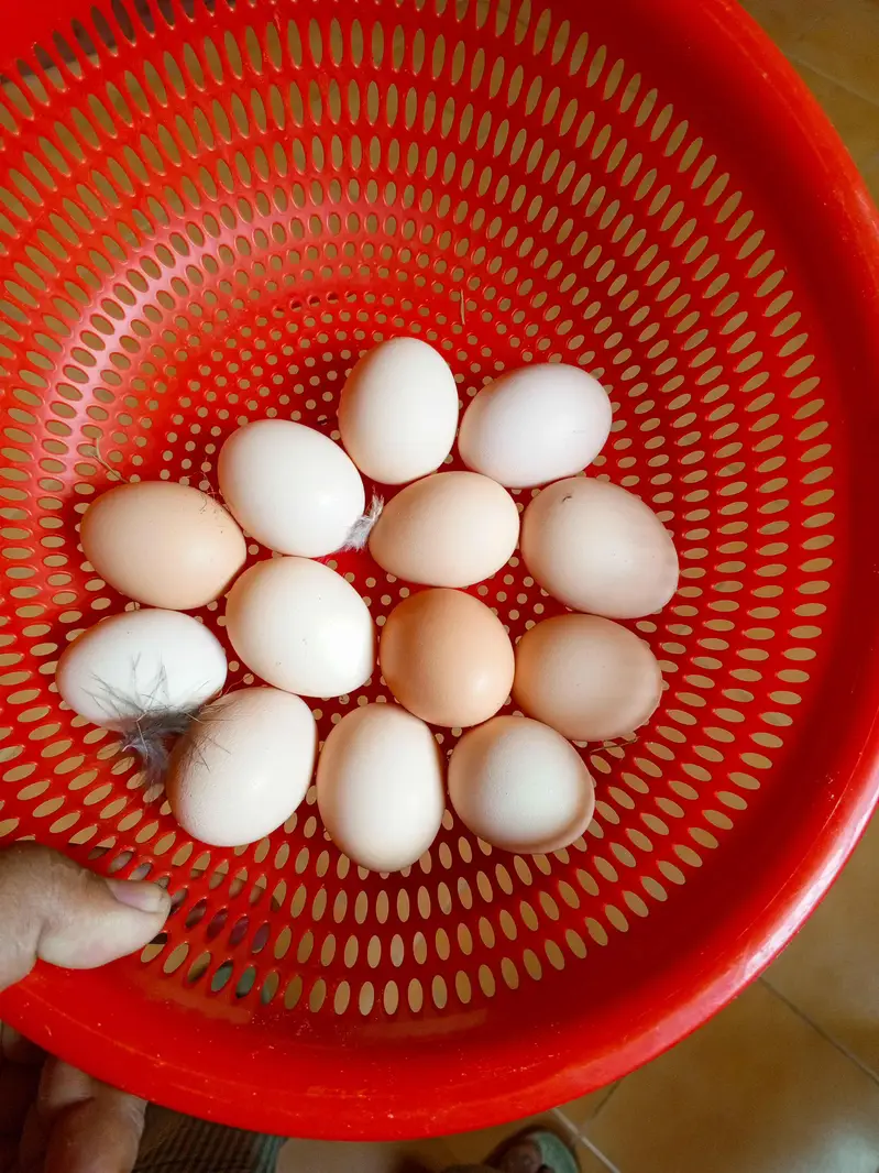 Desi Eggs — photo 2