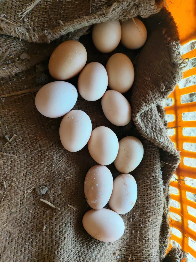 Desi Eggs — photo 3