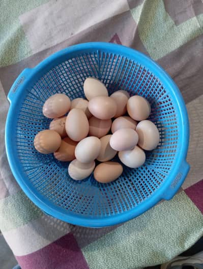 Desi Eggs