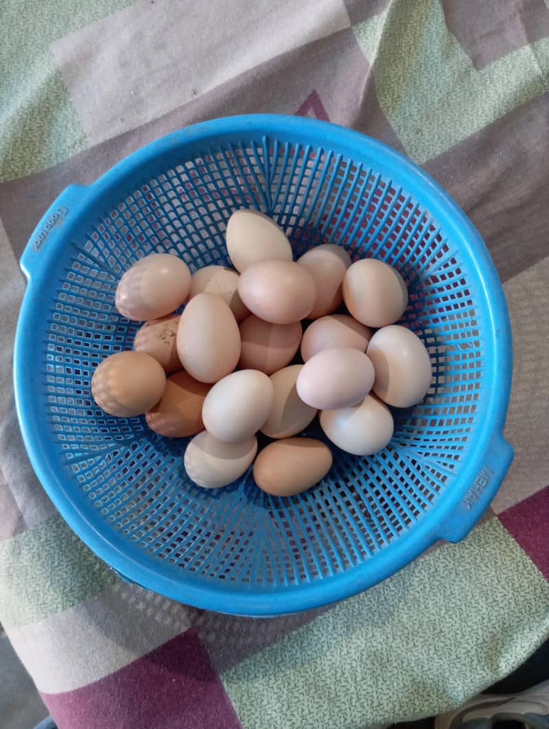 Desi Eggs 0