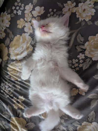 CUTE KITTENS FOR SALE