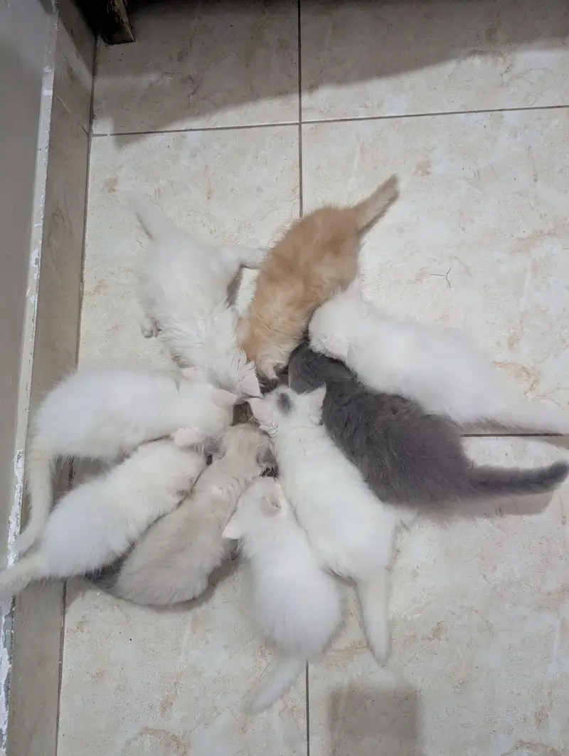 CUTE KITTENS FOR SALE — photo 2