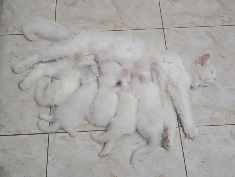 CUTE KITTENS FOR SALE — photo 3
