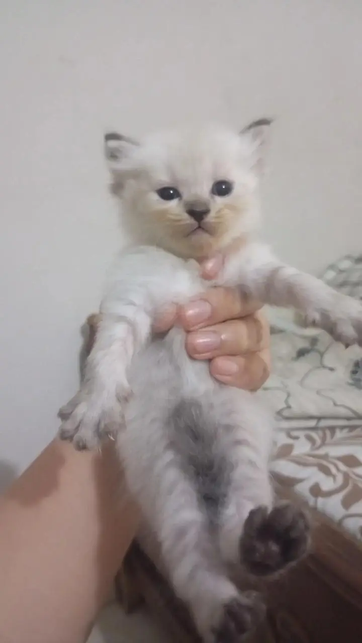 CUTE KITTENS FOR SALE — photo 4