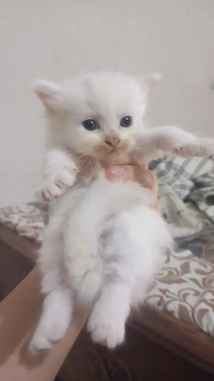 CUTE KITTENS FOR SALE — photo 5