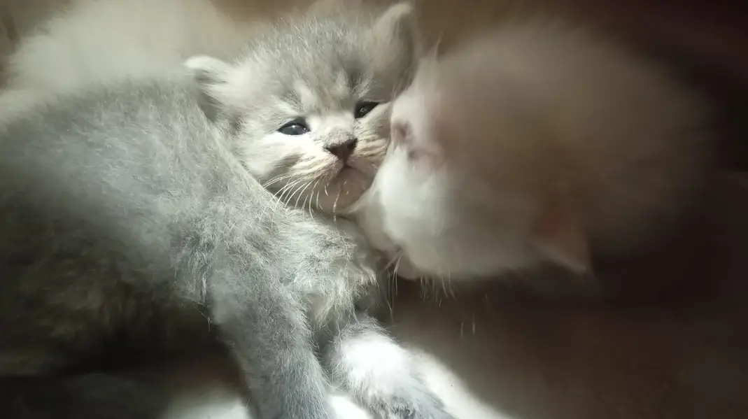 CUTE KITTENS FOR SALE — photo 6