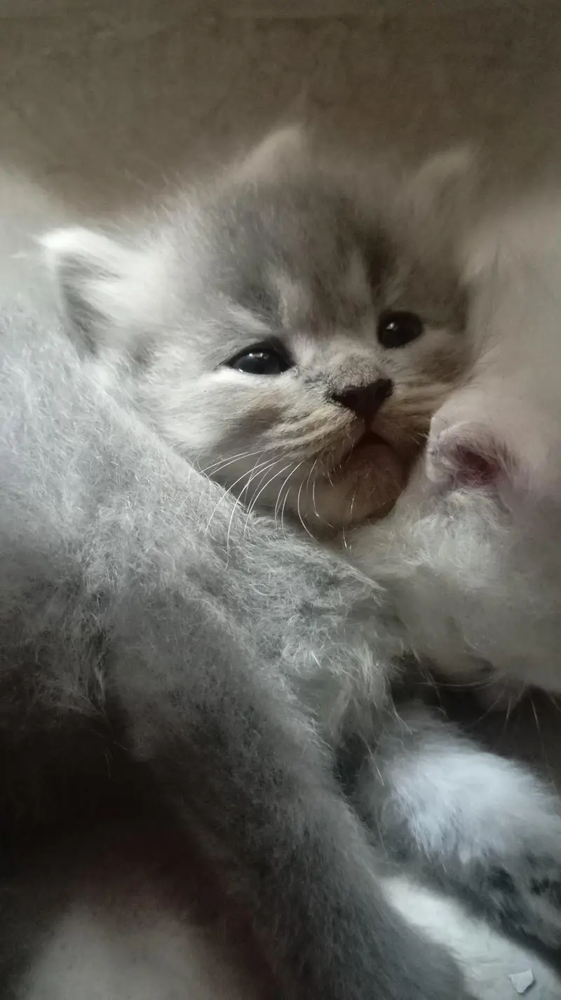 CUTE KITTENS FOR SALE — photo 7
