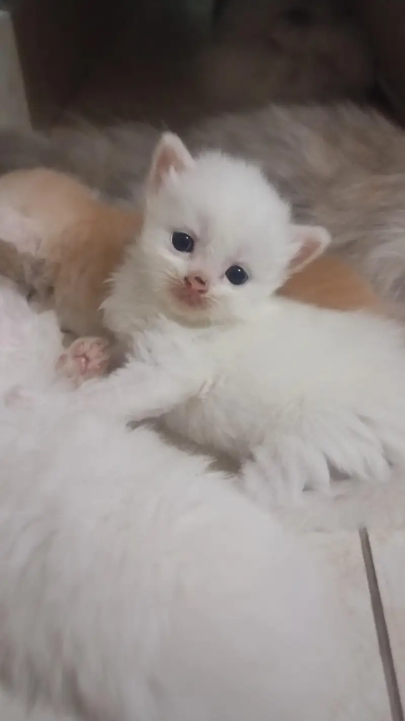 CUTE KITTENS FOR SALE — photo 8